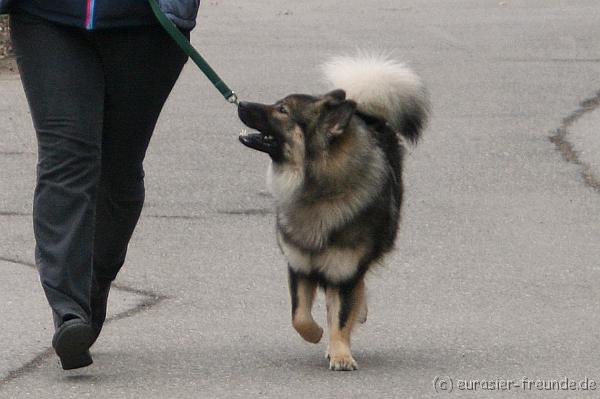 (Foto Goslar) Koerung Benno_14.03.2015_IMG_6917_02.png